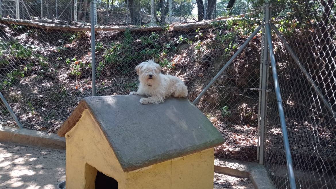 Educación Positiva Canina: Fomentando la Felicidad y el Bienestar de tu Mascota