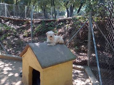 Educación Positiva Canina: Fomentando la Felicidad y el Bienestar de tu Mascota