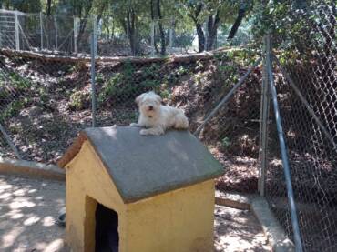 Educación Positiva Canina: Fomentando la Felicidad y el Bienestar de tu Mascota