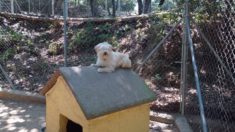 Educación Positiva Canina: Fomentando la Felicidad y el Bienestar de tu Mascota