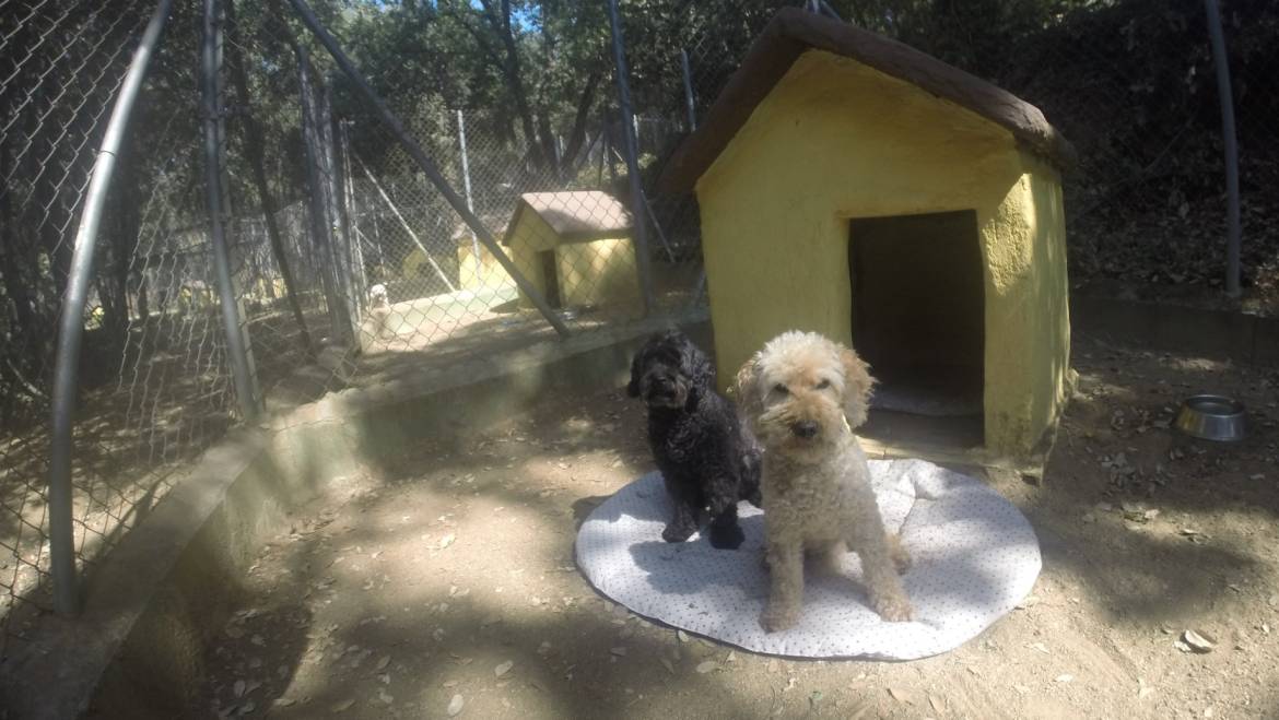 El Refugio Perfecto: Las Ventajas de las Residencias Caninas y Felinas en el Campo
