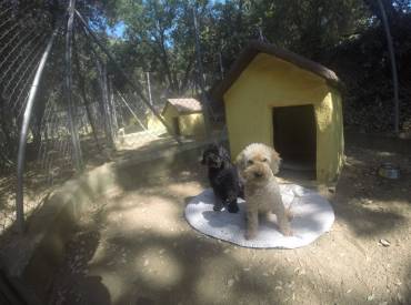 El Refugio Perfecto: Las Ventajas de las Residencias Caninas y Felinas en el Campo