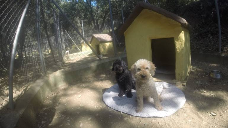 El Refugio Perfecto: Las Ventajas de las Residencias Caninas y Felinas en el Campo