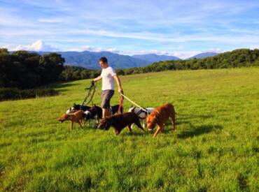 Cómo elegir el mejor centro canino para tu mascota: 5 claves imprescindibles